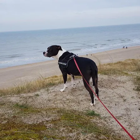 Vakantiehuis Harbourskitchenhouse@sea *